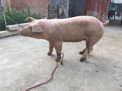夫妻二人顺手“牵”猪被刑拘