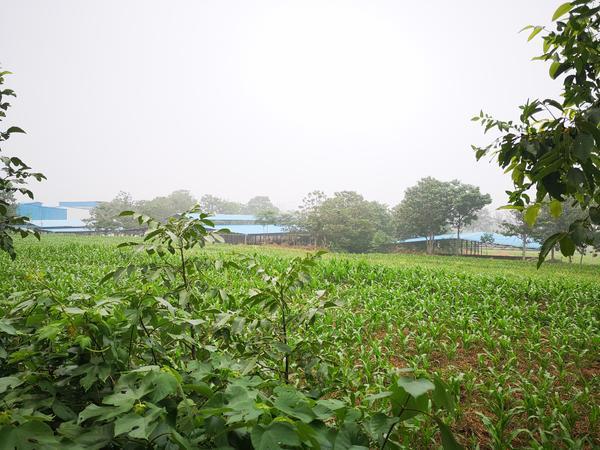 荥阳一奶牛厂被指污染严重 环保部门：环评合格