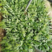 西平一村民非法种植罂粟上千余株被