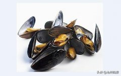 海虹织纹螺近期毒素超标 市民切勿购