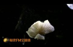 小心！这些致命又神秘的东西，又出